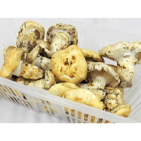 Amazon.co.jp: カナダ・北米産 ”松茸” 約1kg 大きさおまかせ 原体